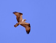 高空自由翱翔的野生飞禽图片下载