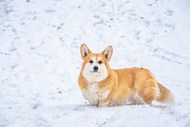 冬季雪地可爱威尔士柯基犬写真图片