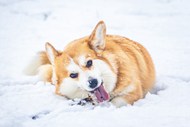 冬季雪地威尔士柯基犬可爱摄影精美图片