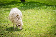 草地吃草的安哥拉羊写真图片