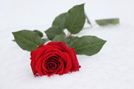雪地静置的红色玫瑰花枝写真精美图片
