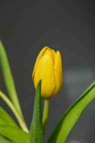 春天含苞待放的黄色郁金香高清图片