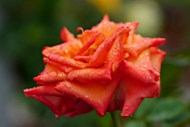 雨后被雨水打湿的玫瑰花图片大全