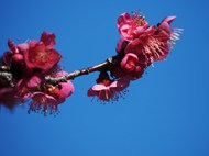 春天粉色桃花枝微距写真图片大全