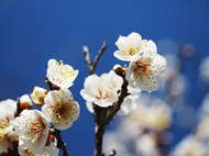 春天蓝色天空白色梅花写真高清图片