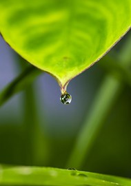 挂在树叶上的一滴水滴精美图片