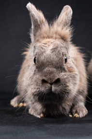 灰色狮子头兔子写真图片