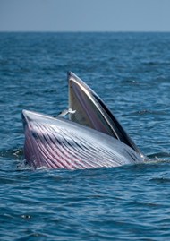 大型鲸鱼正在海洋中翻滚高清图片