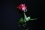 黑色风格写真玫瑰花高清图片