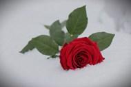 冬季雪地红色玫瑰花枝写真图片大全