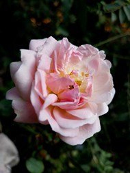 粉色蔷薇花卉写真精美图片
