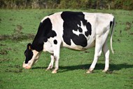 绿色草地正在吃草的奶牛图片下载