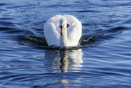 湖中野生白色大天鹅写真高清图片