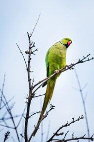 站在枯枝上的绿色鹦鹉精美图片