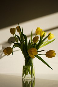 光影艺术黄色郁金香插花写真高清图片