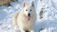 趴在雪地里的白色萨摩耶犬写真图片下载