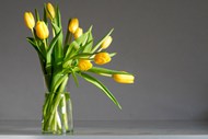 春天黄色郁金香插花写真高清图片