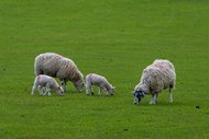绿色草原绵羊群吃草写真图片下载