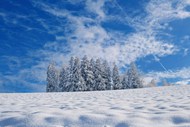 冬季蓝天白色雪地雪松雪景写真图片大全