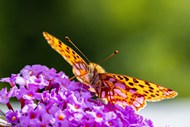 一只停在花上的斑蝴蝶图片下载