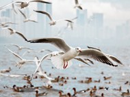 滨海城市建筑满天飞翔的海鸥图片下载