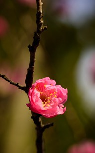 春天盛开的粉色梅花写真图片大全