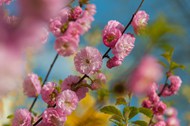 春天粉色云南樱花写真高清图片