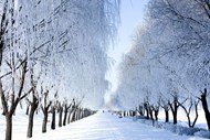 冬季雪树银花美丽雪景写真图片