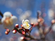 春天白色梅花盛开微距写真精美图片