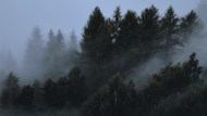 阴雨天气雾气缭绕树林风光写真高清图片