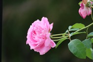 微距盛开的粉色玫瑰花精美图片