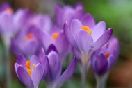 春天微距特写紫色番红花写真图片下载