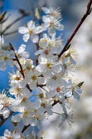 春日白色樱花树微距特写写真图片