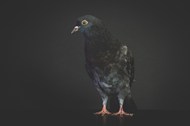 黑色家养鸽子写真高清图片