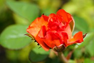 微微绽放的橙色玫瑰花精美图片