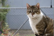 蹲坐在护栏网边上的小猫精美图片