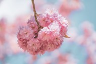 春天粉色樱花开花写真图片下载