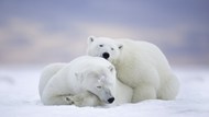 冬季白色雪地北极熊写真图片