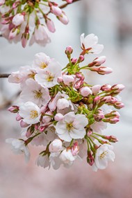 春天粉白色樱花簇写真图片