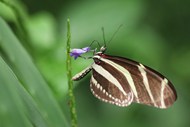 野生黑黄斑蝶写真高清图片