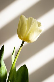 春天黄色郁金香花枝写真精美图片