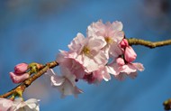 日本樱花花枝盛开写真精美图片