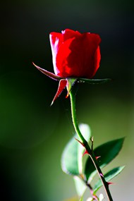 红色妖娆带刺玫瑰花枝写真高清图片