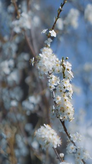 春天白色樱花枝头绽放写真图片大全