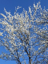 春天一棵白色梅花树写真图片