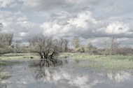 冬季河流萧条枯树写真高清图片