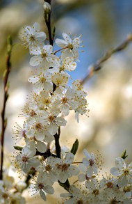 春天樱花树白色樱花微距特写写真图片大全