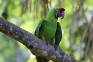 坐在枝干上的绿色鹦鹉写真高清图片