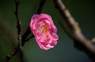 春天粉色梅花枝头盛开写真图片下载