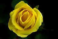 黄色玫瑰花微距特写写真精美图片